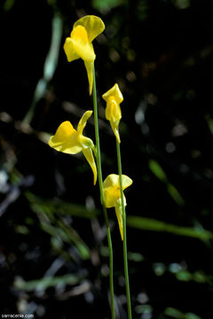 Image of southern bladderwort