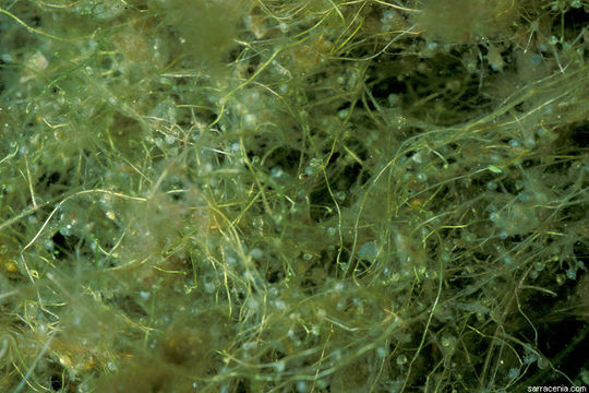 Image of Piedmont Bladderwort