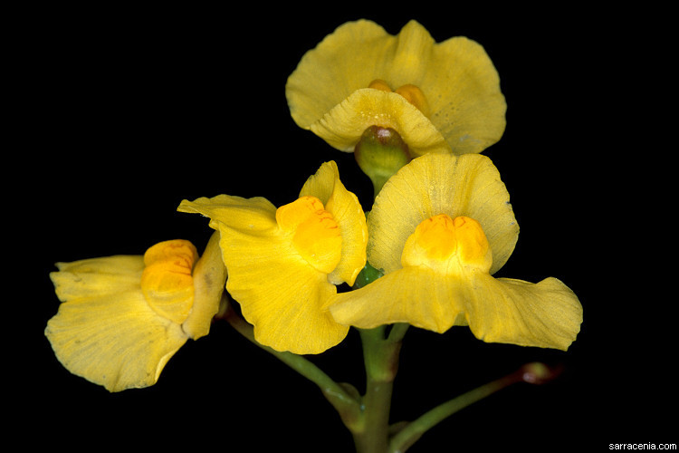 Utricularia foliosa L. resmi