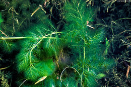 Image of leafy bladderwort