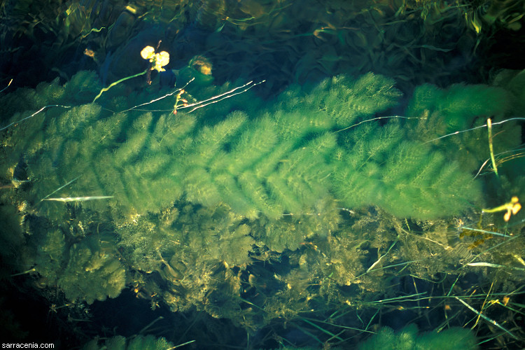 Image of leafy bladderwort