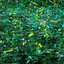 Image de Utricularia radiata Small