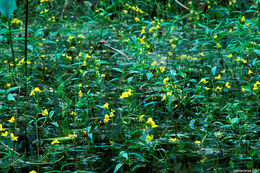 Plancia ëd Utricularia radiata Small