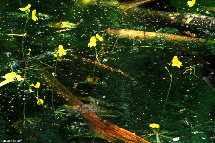 Plancia ëd Utricularia radiata Small