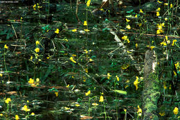 Plancia ëd Utricularia radiata Small