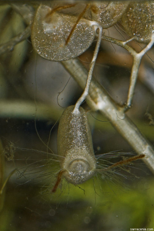 Image of flatleaf bladderwort
