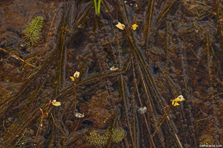 Plancia ëd Utricularia minor L.