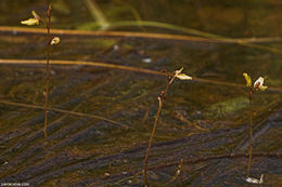 Image of Lesser Bladderwort