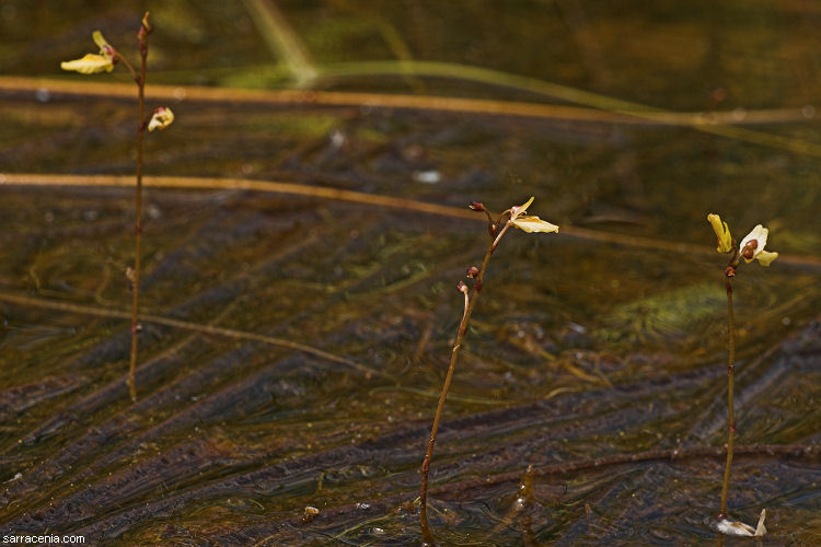 Image of Lesser Bladderwort