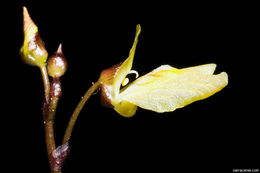 Image of Lesser Bladderwort