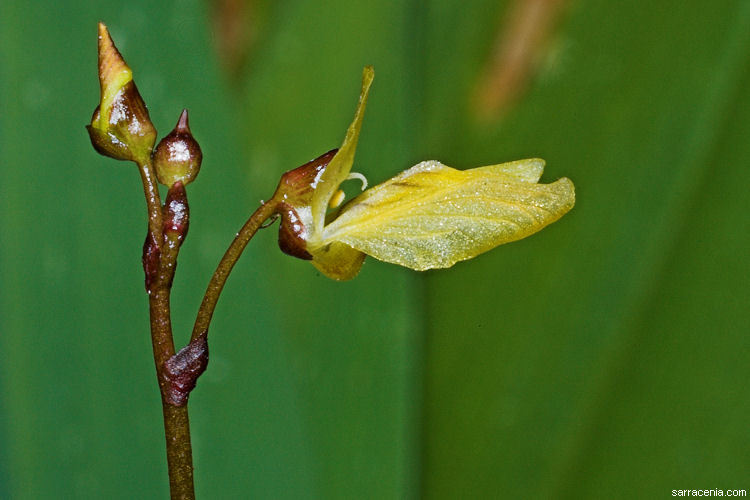 Imagem de Utricularia minor L.