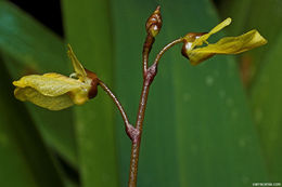 Plancia ëd Utricularia minor L.