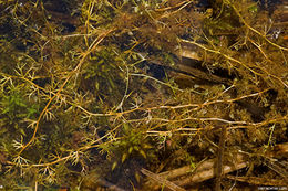 Imagem de Utricularia minor L.