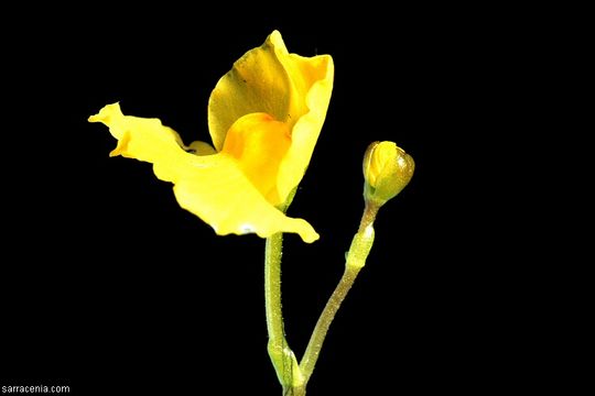 Image of little floating bladderwort