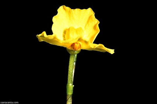 Image of little floating bladderwort