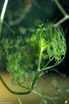 Plancia ëd Utricularia radiata Small