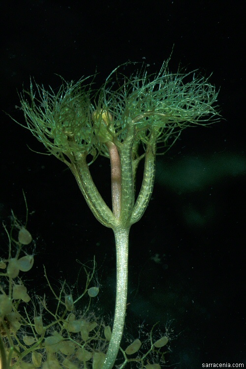 Plancia ëd Utricularia radiata Small