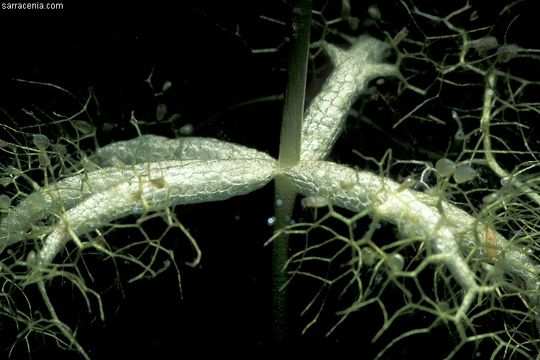 Image of little floating bladderwort