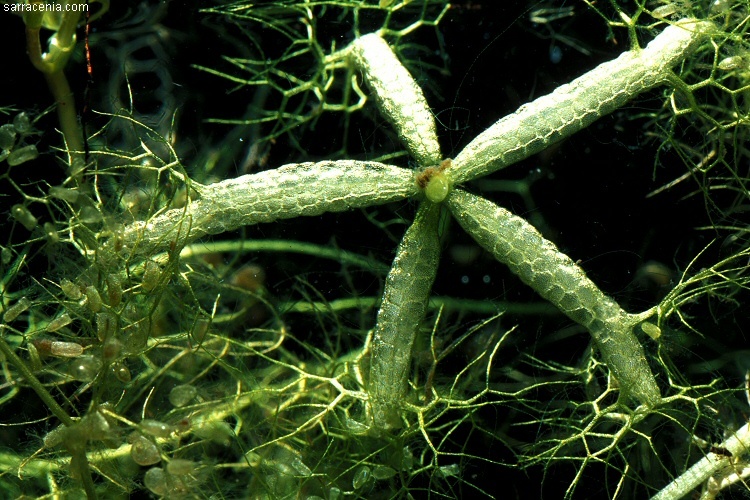 Plancia ëd Utricularia radiata Small