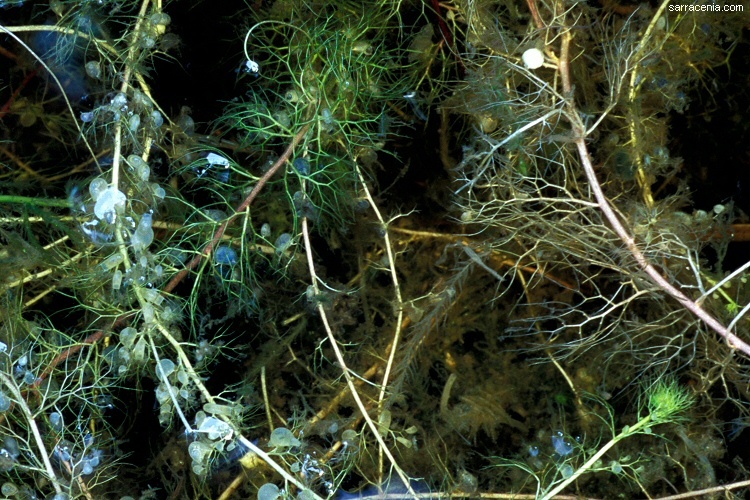 Image of hiddenfruit bladderwort