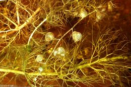 Image of hiddenfruit bladderwort