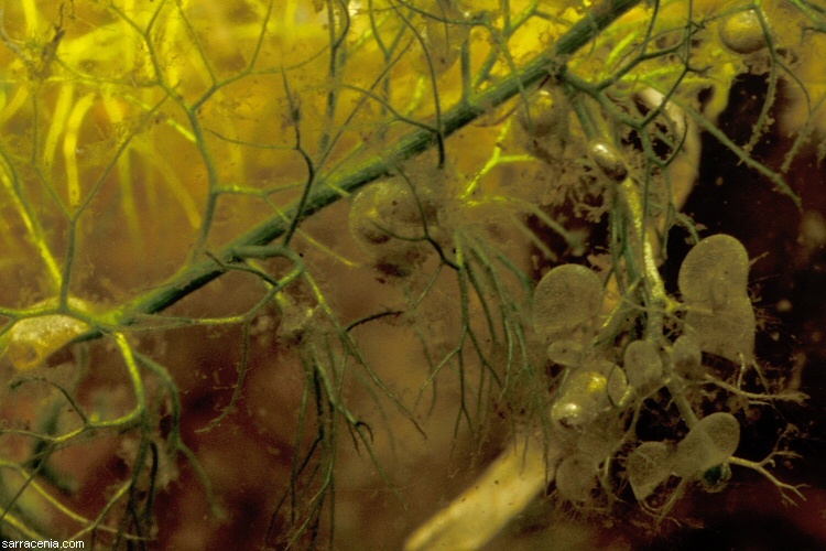 Image of hiddenfruit bladderwort