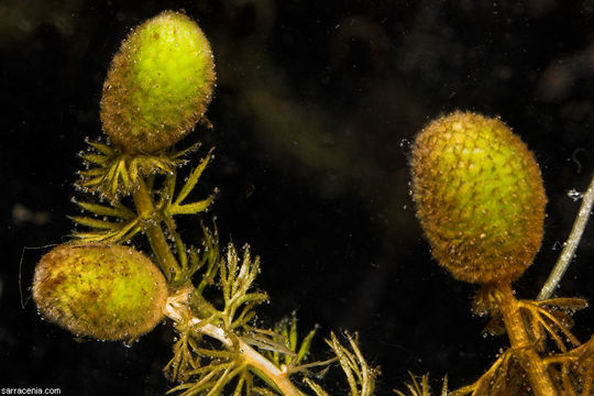 Image of flatleaf bladderwort