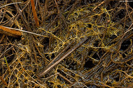 Imagem de Utricularia minor L.