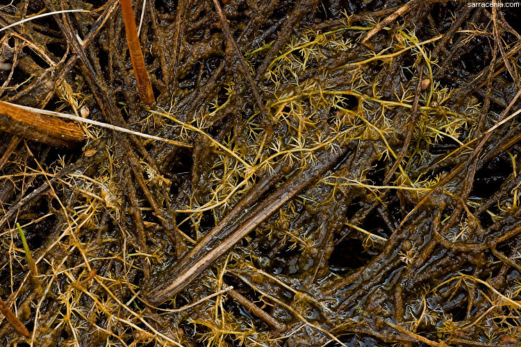 Plancia ëd Utricularia minor L.