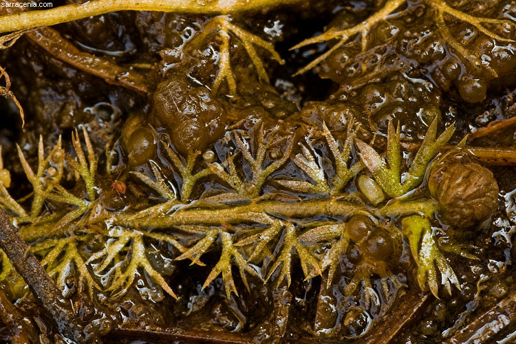 Image of Lesser Bladderwort