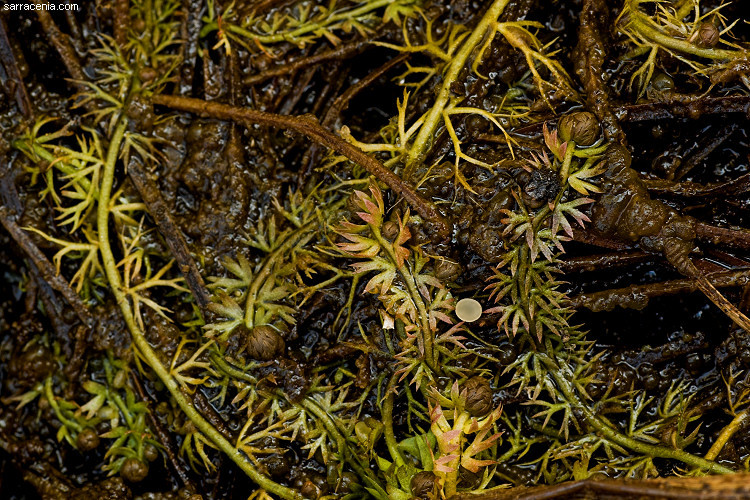 Image of Lesser Bladderwort