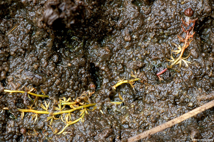 Imagem de Utricularia minor L.