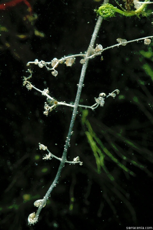 Image of striped bladderwort