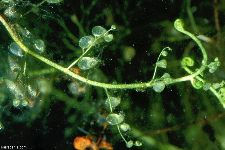 Image of striped bladderwort