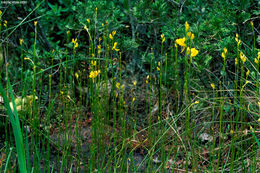 Plancia ëd Utricularia cornuta Michx.