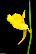 Plancia ëd Utricularia cornuta Michx.