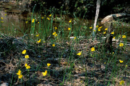 Image of striped bladderwort