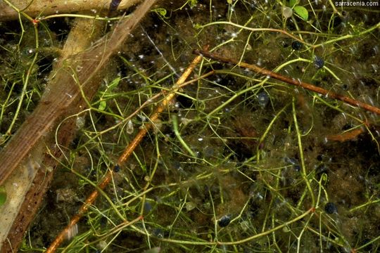 Image of Humped Bladderwort