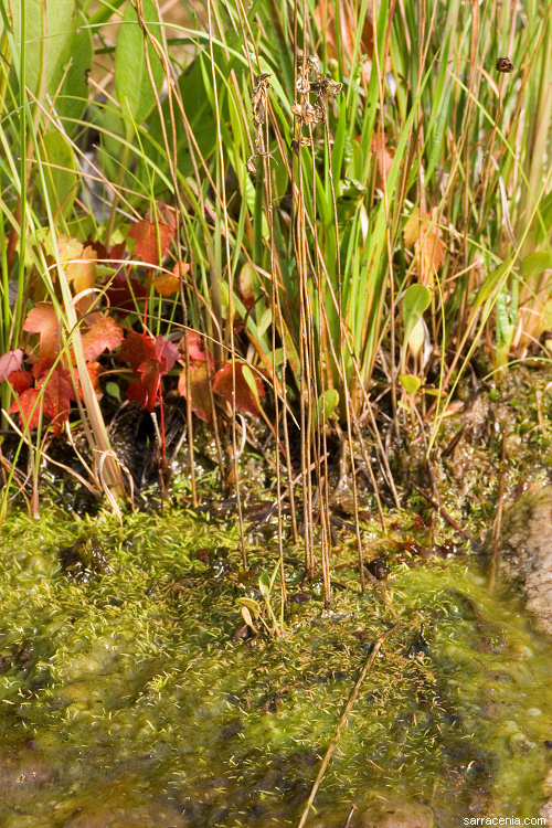 Plancia ëd Utricularia cornuta Michx.