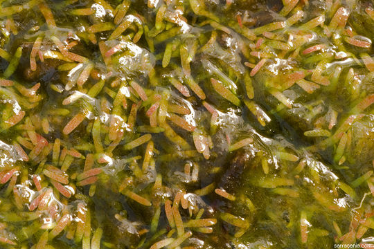 Image of horned bladderwort