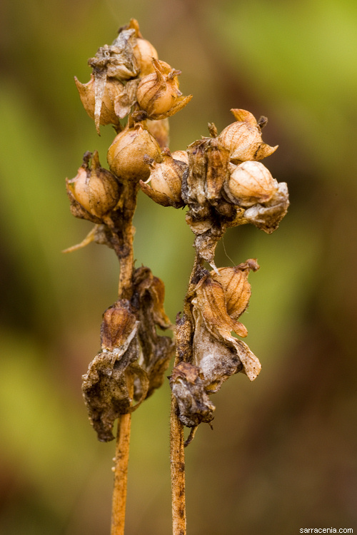 Plancia ëd Utricularia cornuta Michx.