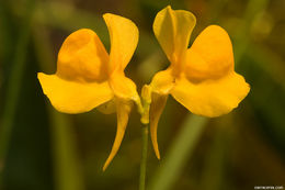 Plancia ëd Utricularia cornuta Michx.