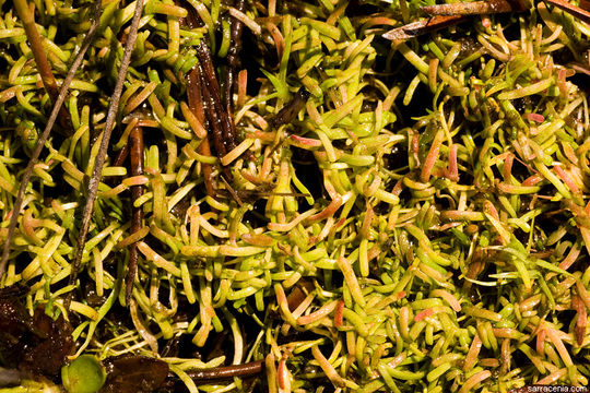 Image of horned bladderwort