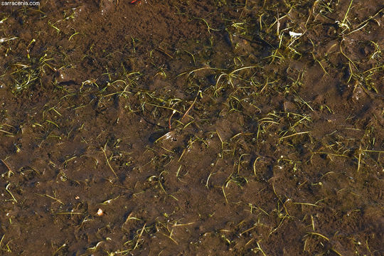 Image of Humped Bladderwort