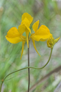 Image of horned bladderwort