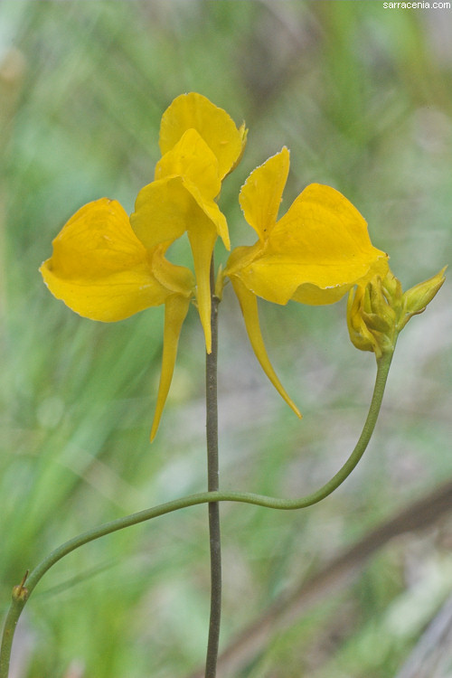 Plancia ëd Utricularia cornuta Michx.