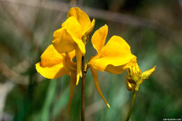 Sivun Utricularia cornuta Michx. kuva