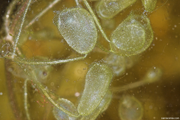 Image of eastern purple bladderwort