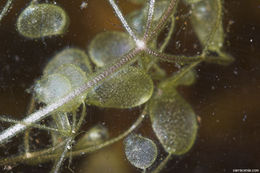 Image of eastern purple bladderwort