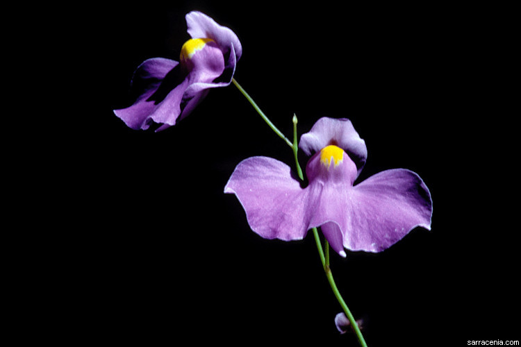 Sivun Utricularia longifolia Gardn. kuva